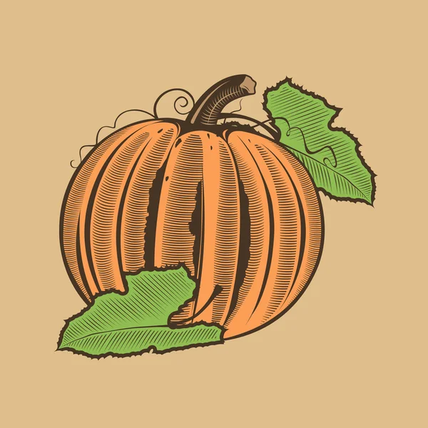 Calabaza de estilo vintage. Ilustración vectorial coloreada — Vector de stock