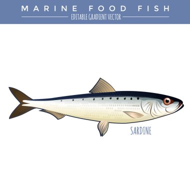 Sardine. Marine Food Fish clipart