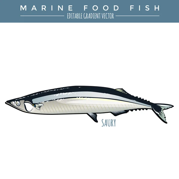 Saury. Peixes marinhos —  Vetores de Stock