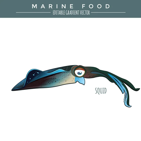 Du calmar. Aliments marins Poissons — Image vectorielle