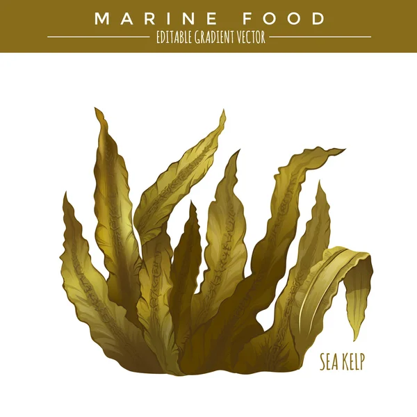 Sea Kelp. Marine Food — Stock Vector