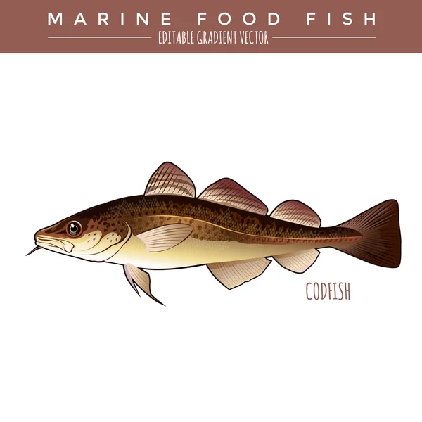 Codfish. Marine Food Fish — Stock Vector