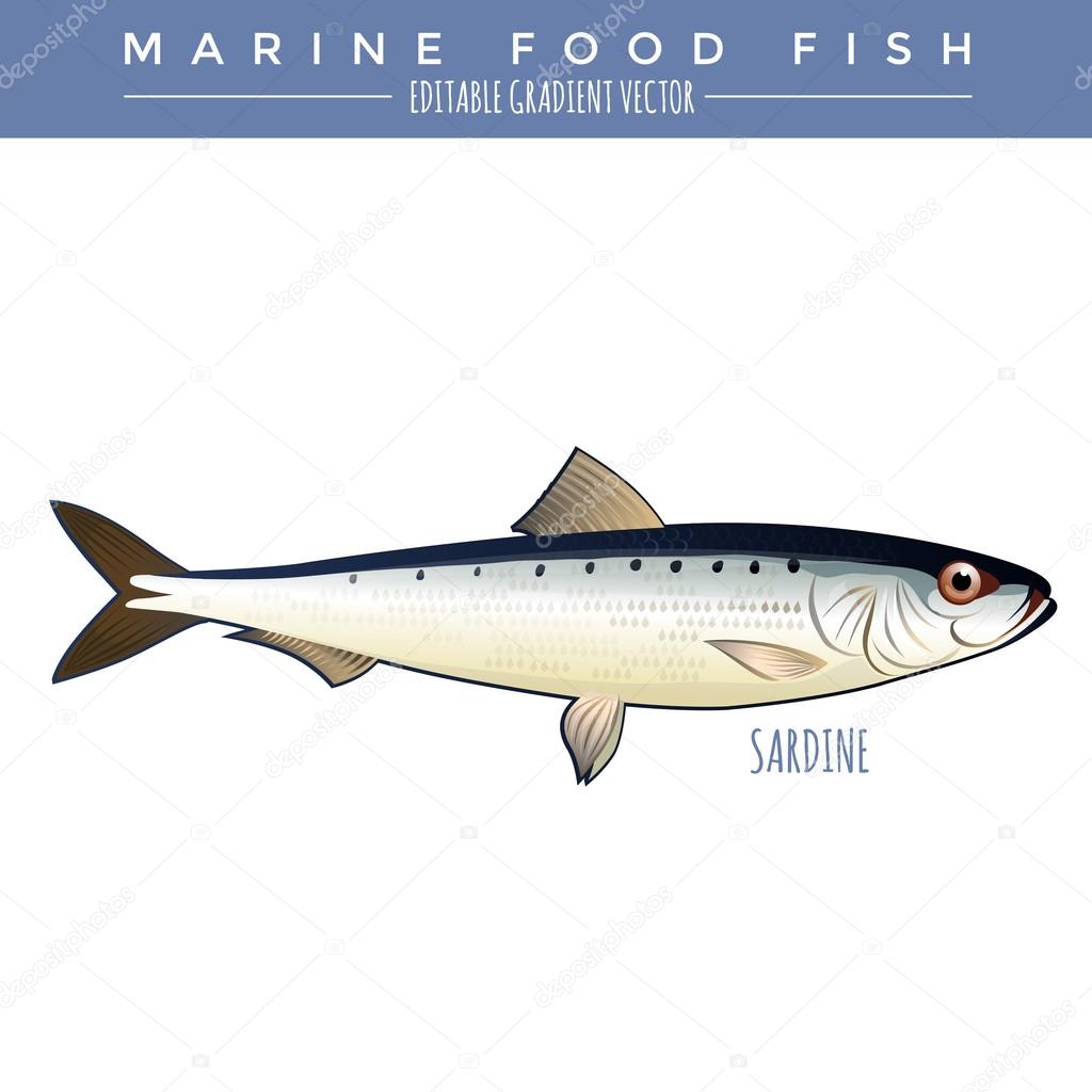 Sardine. Marine Food Fish