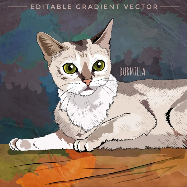 Illustration de chat Burmilla — Image vectorielle