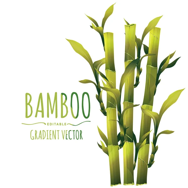 Ilustração do vetor de bambu — Vetor de Stock