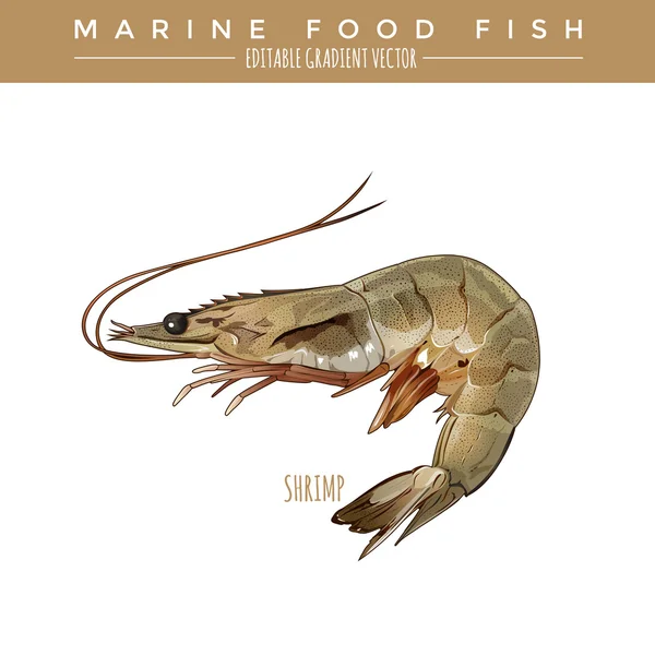 Shrimp. Marine Food Fish — Stock Vector