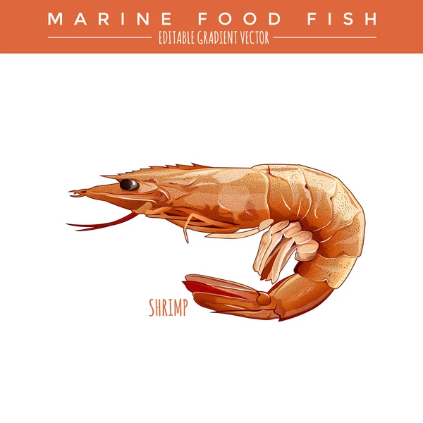 Cooked Shrimp. Marine Food Fish — Stock Vector