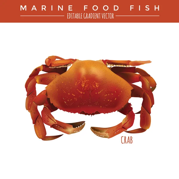 Crab. Marine Food Fish — Stock Vector