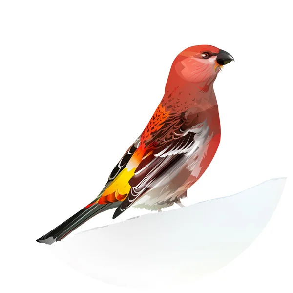 Kırmızı kuş, çam kocabaş — Stok Vektör