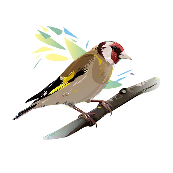 นกโกลด์ฟินช์, ภาพวาดเวกเตอร์ — ภาพเวกเตอร์สต็อก