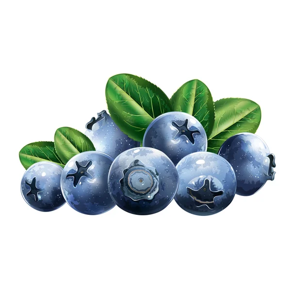 Blueberries With Leaves — Stock Vector