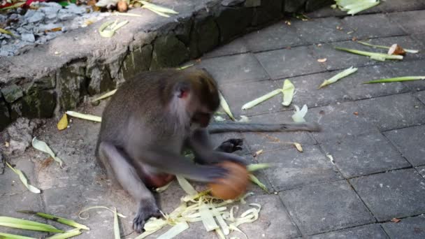Monkey and a coconut. — Stock Video