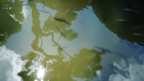 Ryby do stóp. — Wideo stockowe