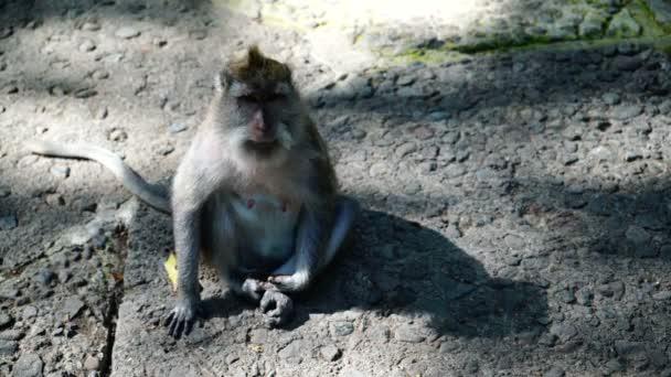 Macaco a coçar-se — Vídeo de Stock