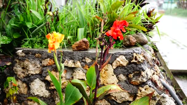 Flores. Lluvia. Carretera . — Vídeos de Stock