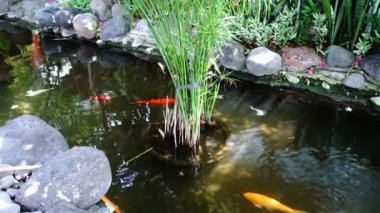 Sakin sahne. Koi balıkları. Zen.