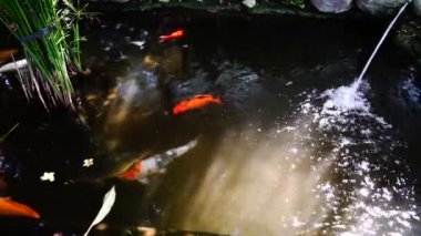 Su jeti. Koi balıkları.