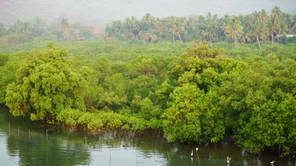 Des arbres dans l'eau. Vue de dessus. Oiseaux — Video