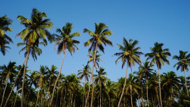 Palm groove. Céu azul — Vídeo de Stock