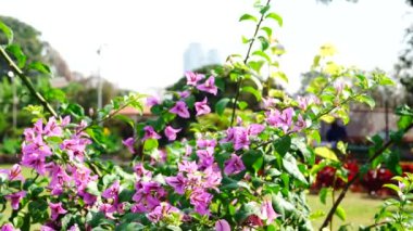 Eflatun çiçekli dalları.