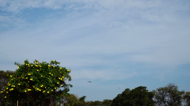 イーグルの高騰と空の背景の上に花が付いている王冠. — ストック動画