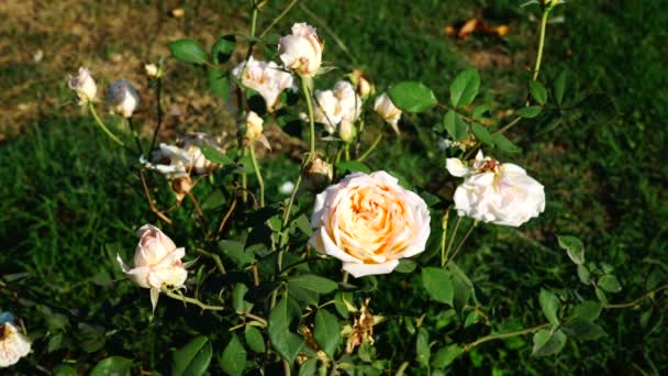 Blommor rosa rosor i trädgården. På nära håll. — Stockvideo