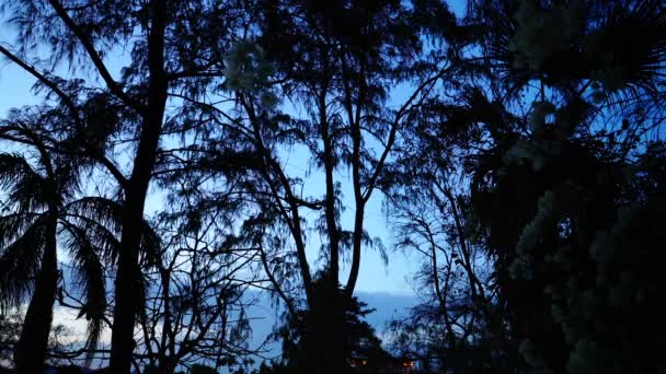 Paon sur arbre dans le ciel crépusculaire .