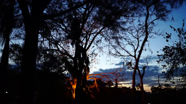 Crepúsculo cielo y árbol de contraluz . — Vídeo de stock