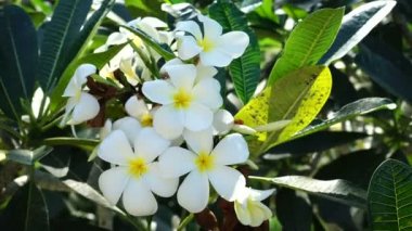 Çiçek plumeria ağaç üzerinde. Yakın çekim.