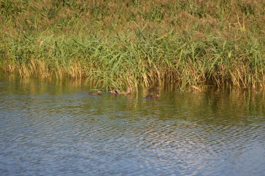 Göller üzerinde sazlık ile ördekler