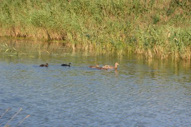 Göller üzerinde sazlık ile ördekler