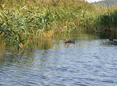 Göller üzerinde sazlık ile ördekler