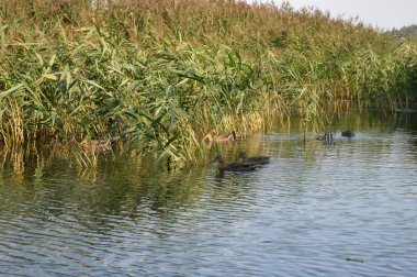 Göller üzerinde sazlık ile ördekler