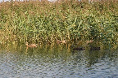 Göller üzerinde sazlık ile ördekler