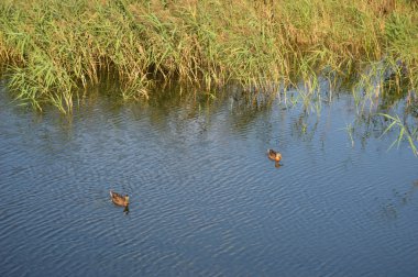 Göller üzerinde sazlık ile ördekler