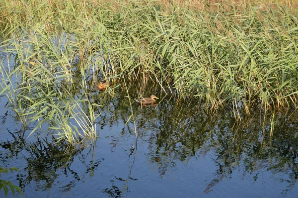 Ducks on the lake with reeds — Stock Photo, Image