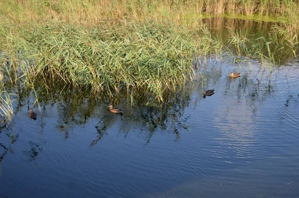 Утки на озере с тростником — стоковое фото