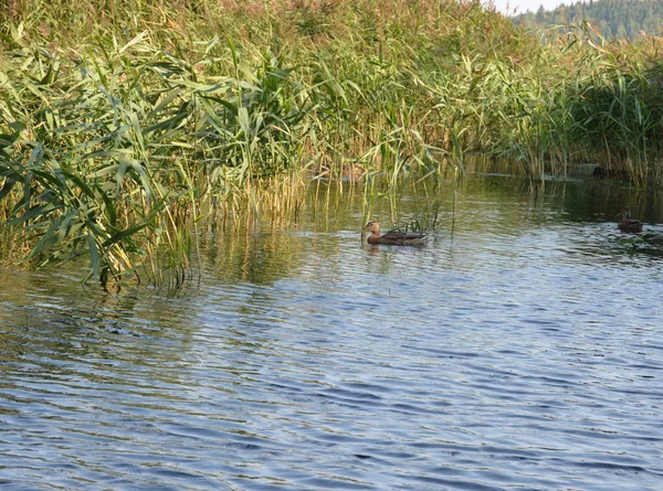 Göller üzerinde sazlık ile ördekler