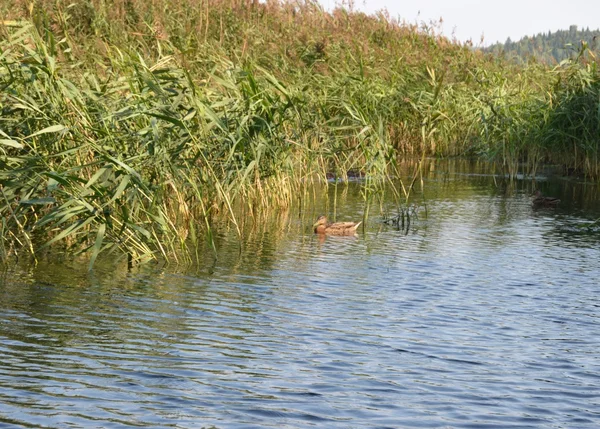 Göller üzerinde sazlık ile ördekler