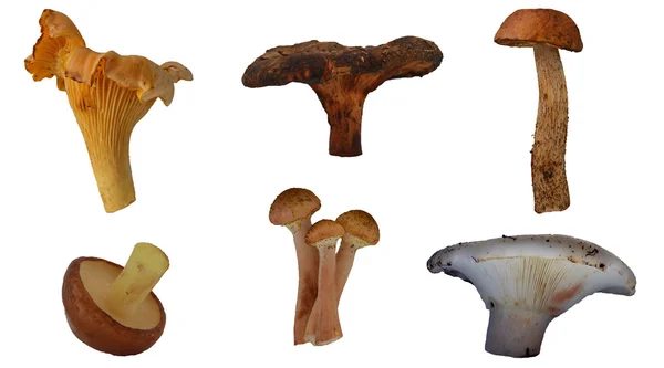 Beyaz arkaplanda mantarlar