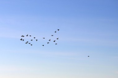 bir ördek sürüsü