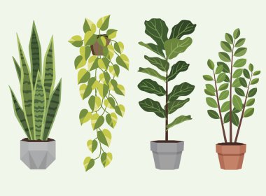 Havalı saksılarda popüler ev bitkileri. Bir yılan bitkisi, takip eden bir altın tutam, bir keman yaprağı inciri, ve bir kauçuk bitki