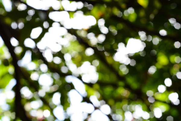 Yeşil bokeh doğadan soyut arkaplan — Stok fotoğraf