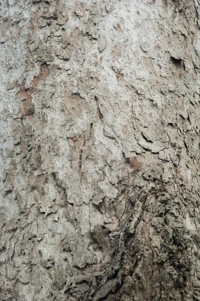 Eski ağaç gövde detay doku doğal arka plan olarak — Stok fotoğraf