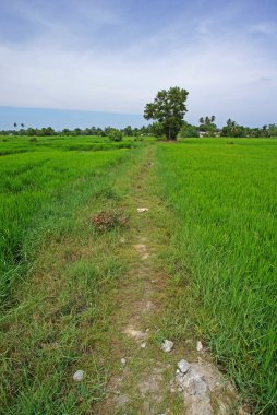 Yeşil çeltik tarlası
