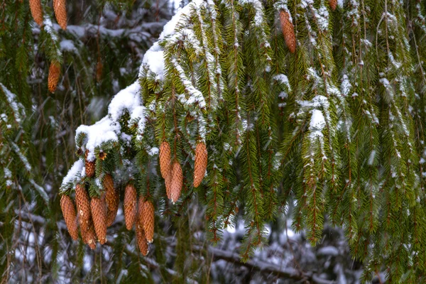 Spruce. Branches, cones, needles. Snow. Zoom. — Stock Photo, Image