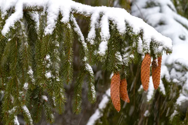 Spruce. Branches, cones, needles. Snow. Zoom. — Stock Photo, Image