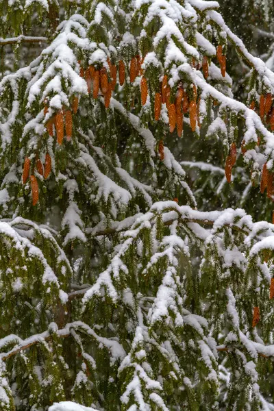 Spruce. Branches, cones, needles. Snow. Zoom. — Stock Photo, Image