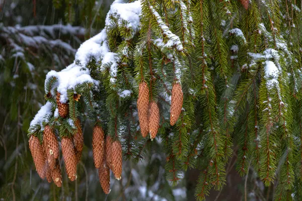Spruce. Branches, cones, needles. Snow. Zoom. — Stock Photo, Image