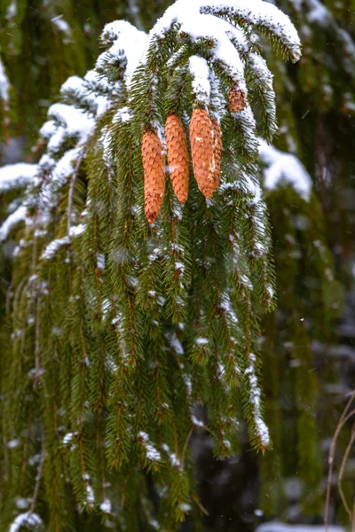 Spruce. Branches, cones, needles. Snow. Zoom. — Stock Photo, Image